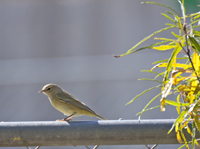 Orange crowned Warbler